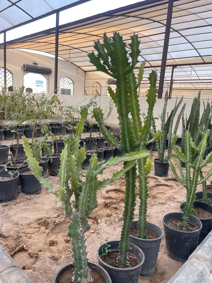 شتلات متنوعة بأسعار منافسة 10