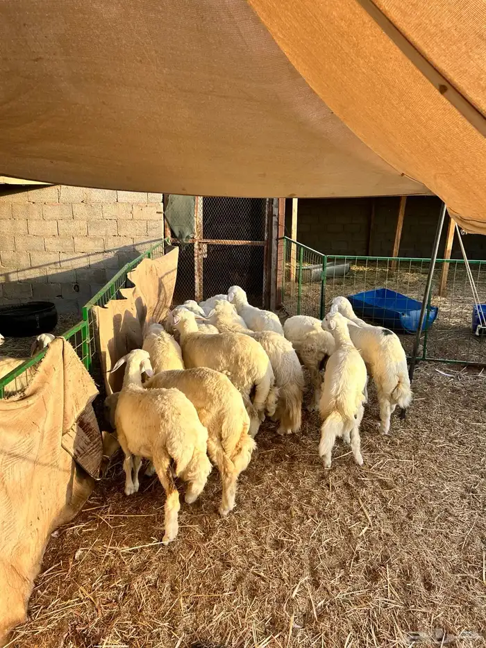 يوجدحري تيوس رفيد مهجن 9