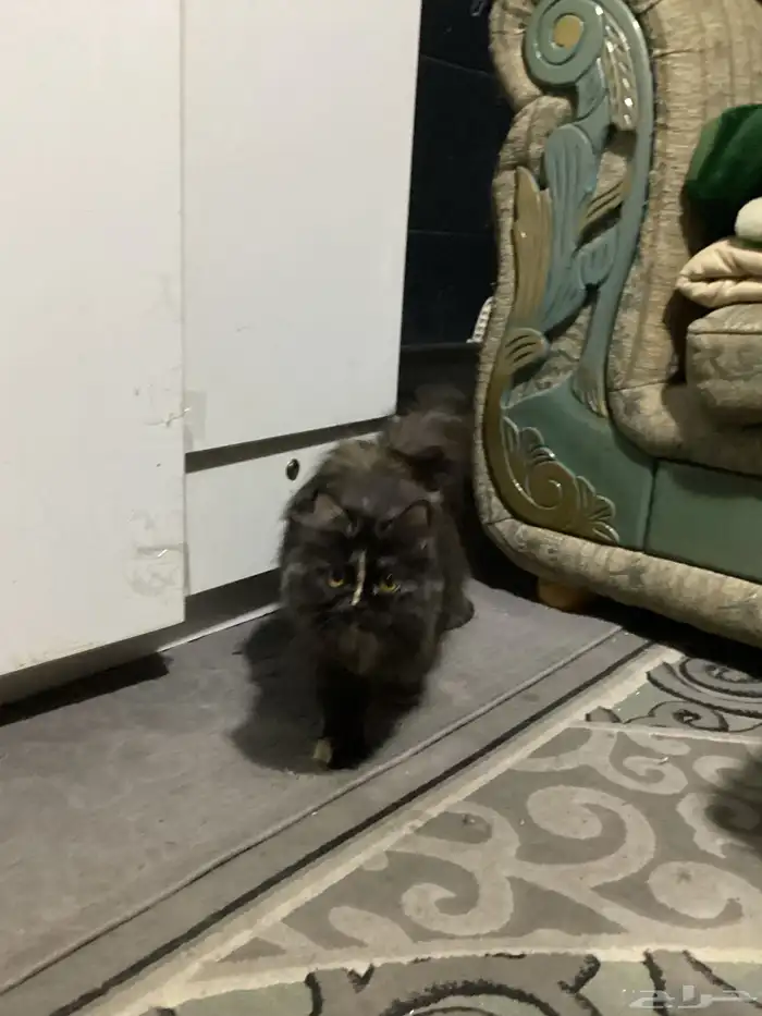 قطط للتبني 10