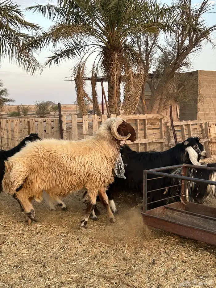 طلي فحل للبيع 4