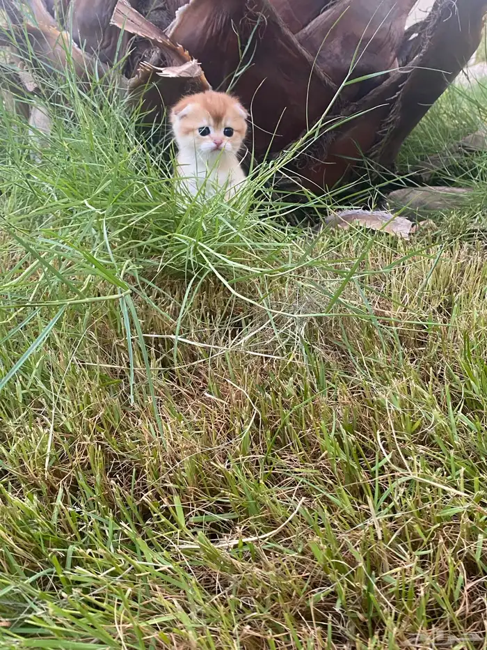 سكوتش تربل فولد تم البيع 1