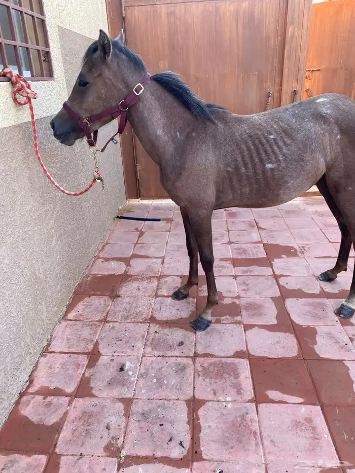 مهره شعبيه للبيع بالمجمعه 1