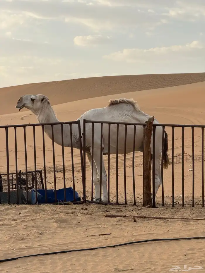 الفحل الكفو 0