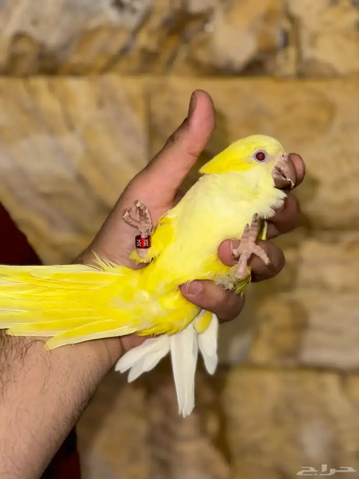كويكر لاتينو اليف وهدد تم البيع 6