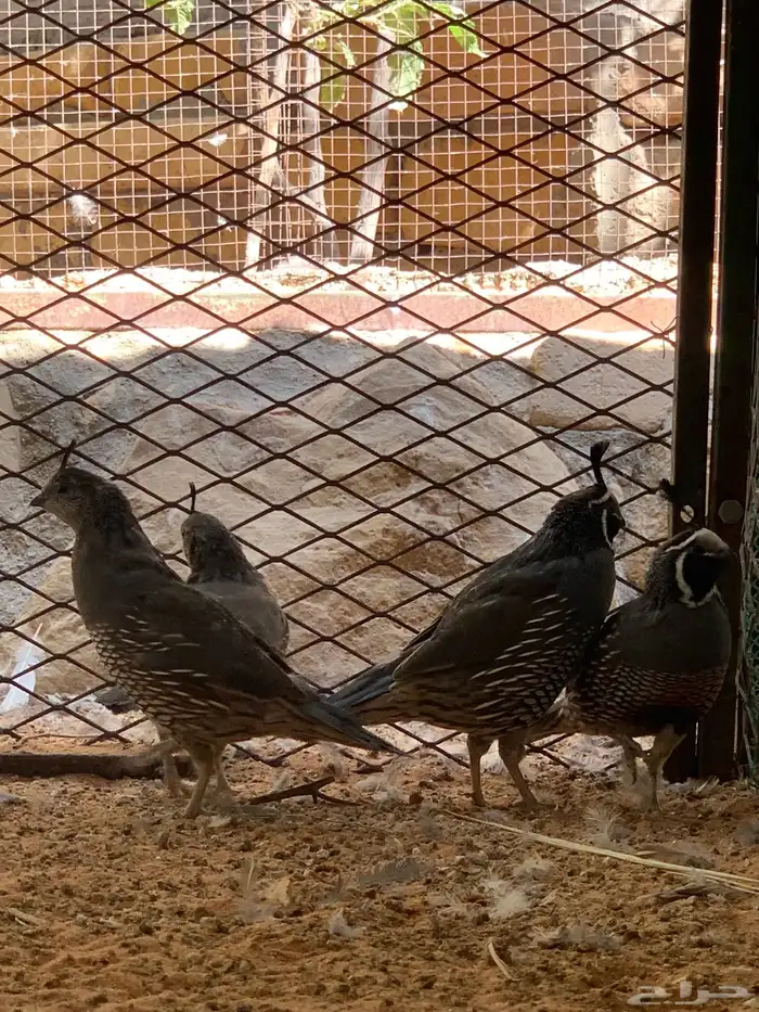 سمان كالفرونيا 0