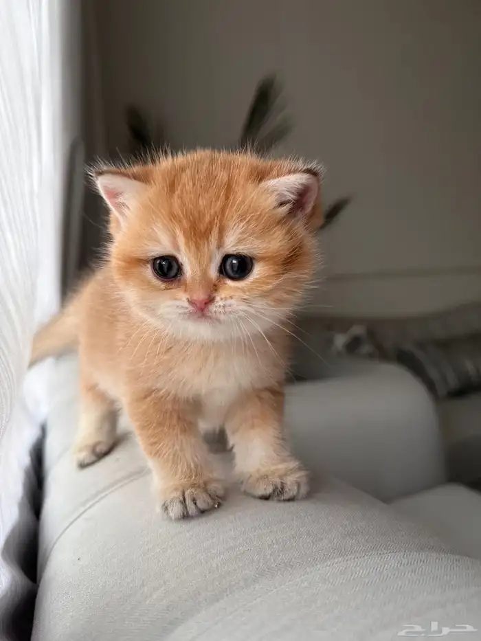 قطه سكوتش أنثى للبيع 1