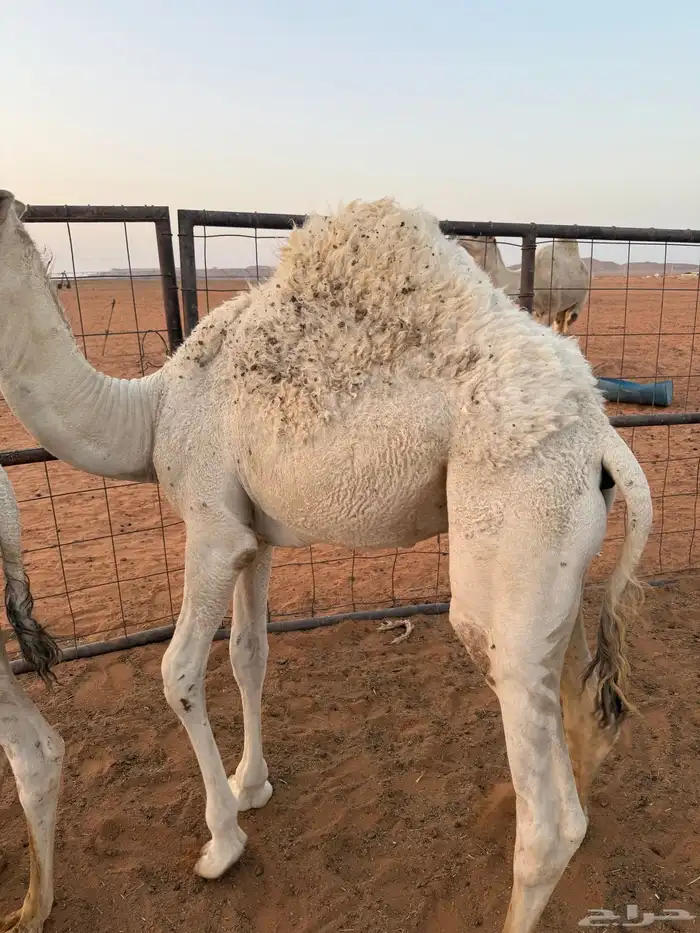 قعود لباني 2