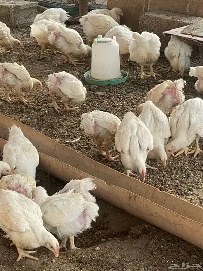 دجاج لاحم 0