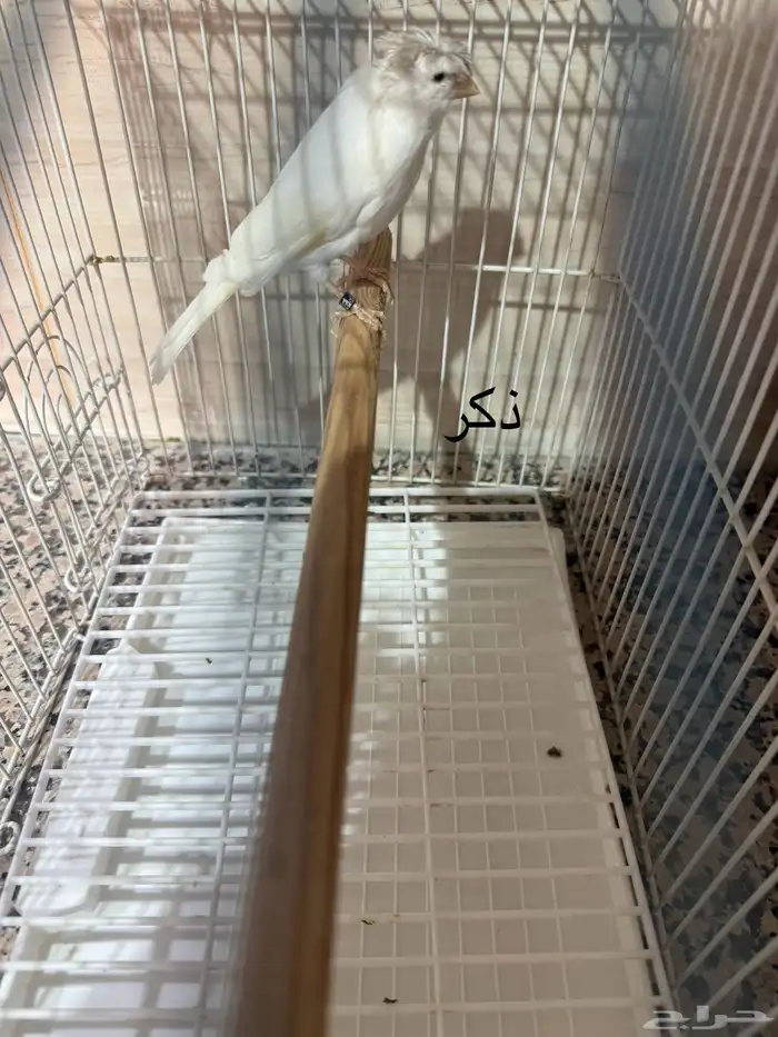 للبيع كناري اناثي وذكور منتجين 1