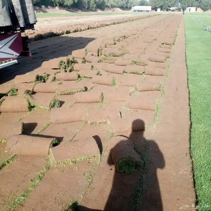 ثيل طبيعي نجيل مشروط ومضمون 3