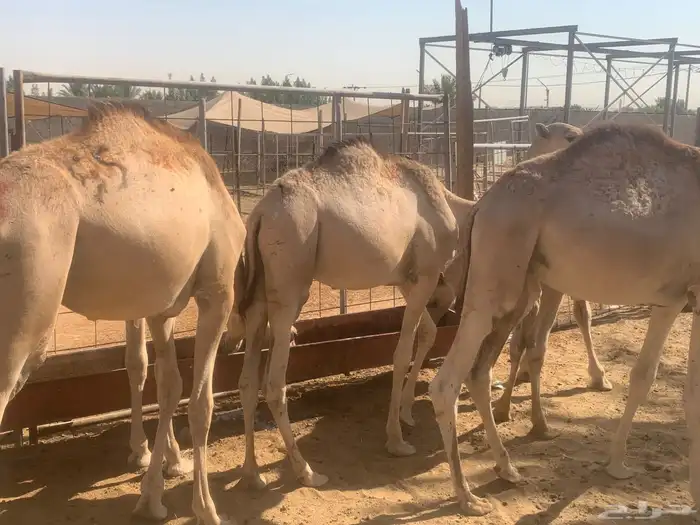 تيوس وحواشي بأسعار طيب 0