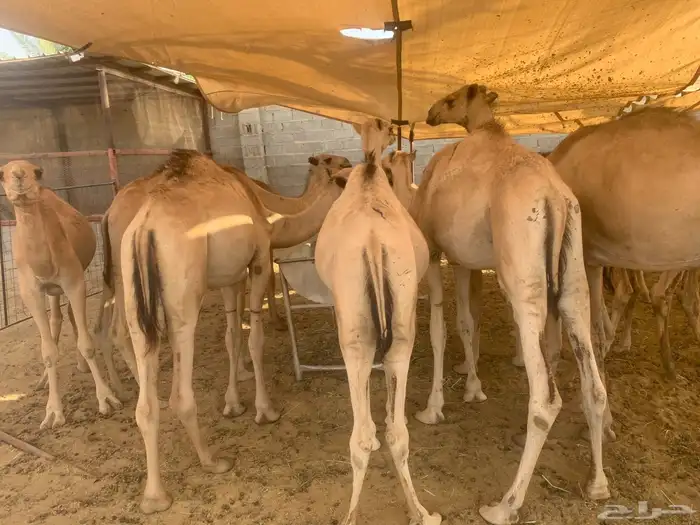 للبيع قعدان صوماليه جمله وتفريد 1