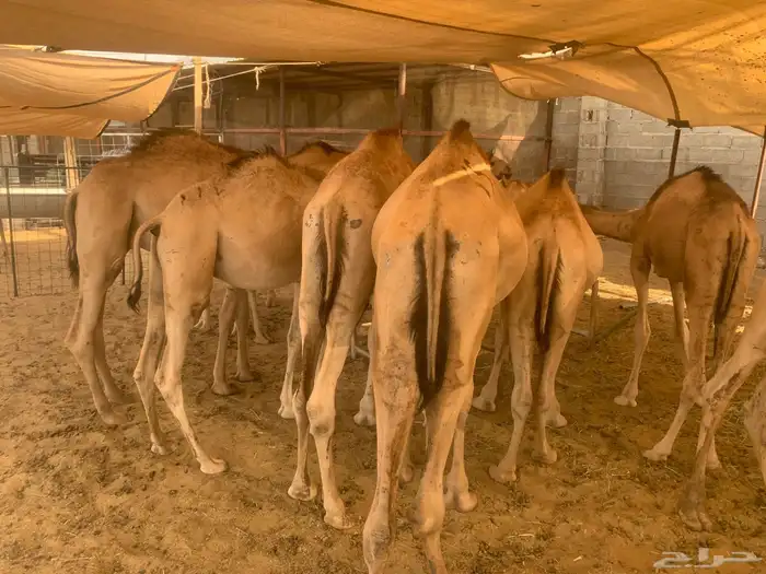 للبيع قعدان صوماليه جمله وتفريد 0