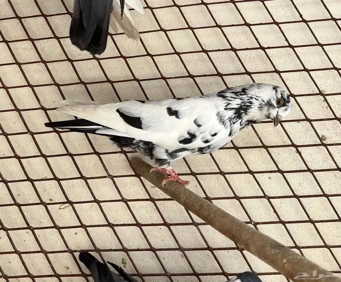 للبيع عدد 4 حمام ذكرين وأنثى الرابع غير معروف الجنس 1