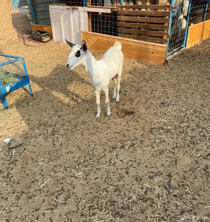 عنز البيع 1
