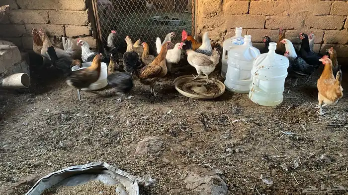 دجاج بلدي 1