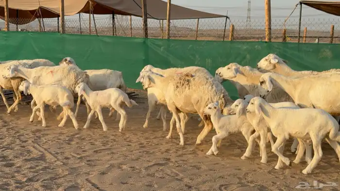غنم حريات خلفات عددها 24 معاها 21 والفحل 9