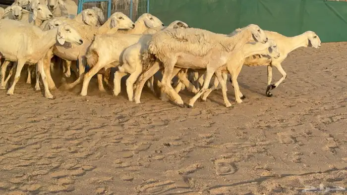 غنم حريات خلفات عددها 24 معاها 21 والفحل 36