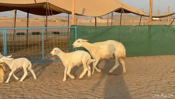 غنم حريات خلفات عددها 24 معاها 21 والفحل 8