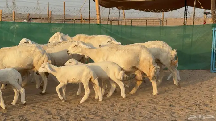 غنم حريات خلفات عددها 24 معاها 21 والفحل 3