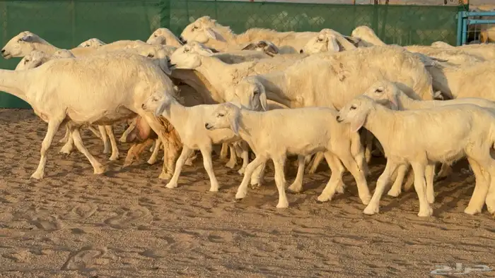 غنم حريات خلفات عددها 24 معاها 21 والفحل 32