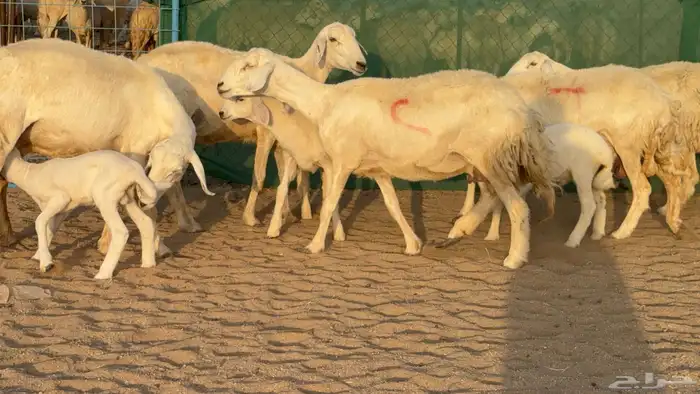غنم حريات خلفات عددها 24 معاها 21 والفحل 25