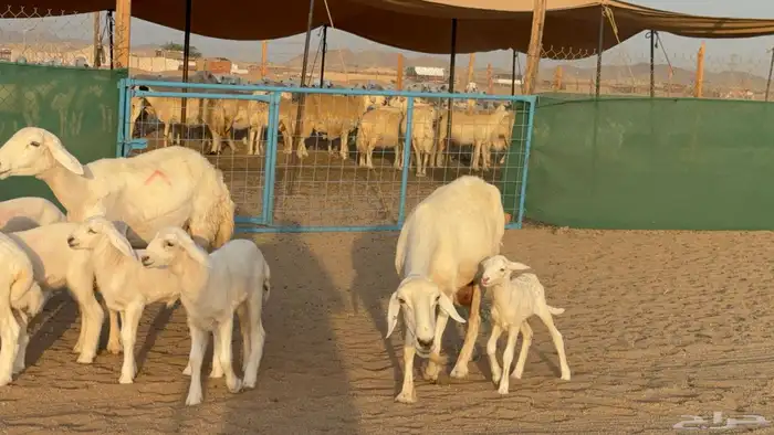 غنم حريات خلفات عددها 24 معاها 21 والفحل 34