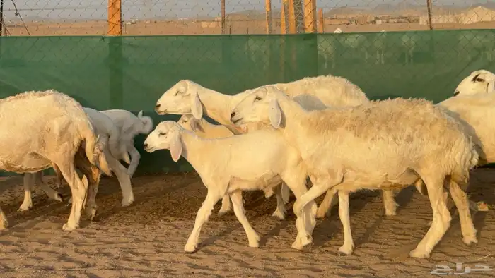 غنم حريات خلفات عددها 24 معاها 21 والفحل 14