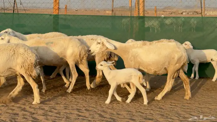 غنم حريات خلفات عددها 24 معاها 21 والفحل 19