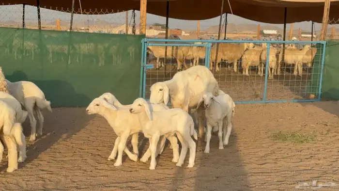 غنم حريات خلفات عددها 24 معاها 21 والفحل 35