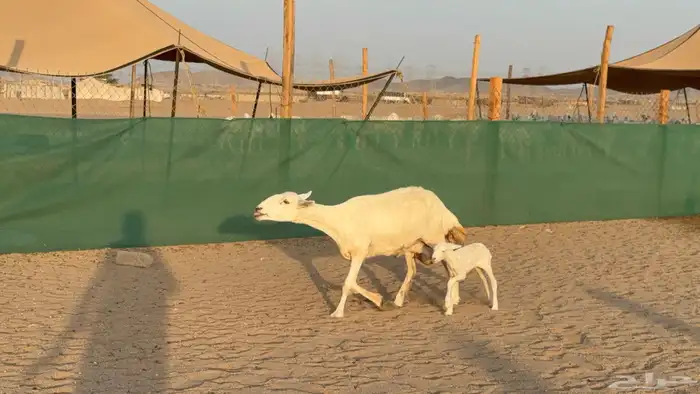 غنم حريات خلفات عددها 24 معاها 21 والفحل 7