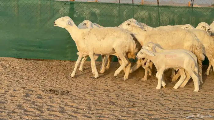 غنم حريات خلفات عددها 24 معاها 21 والفحل 0