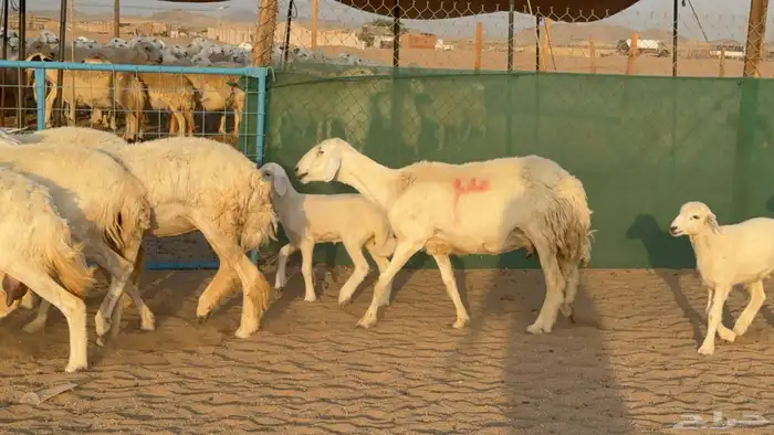 غنم حريات خلفات عددها 24 معاها 21 والفحل 20