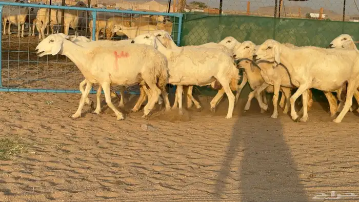 غنم حريات خلفات عددها 24 معاها 21 والفحل 2
