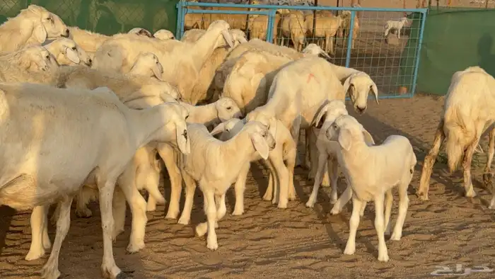 غنم حريات خلفات عددها 24 معاها 21 والفحل 33