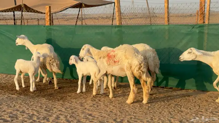 غنم حريات خلفات عددها 24 معاها 21 والفحل 17