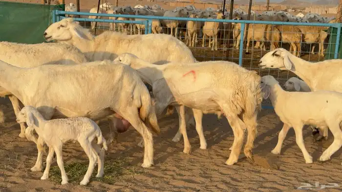 غنم حريات خلفات عددها 24 معاها 21 والفحل 24