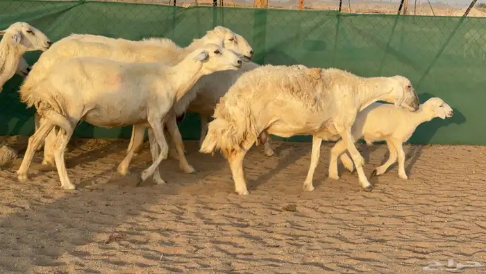 غنم حريات خلفات عددها 24 معاها 21 والفحل 11