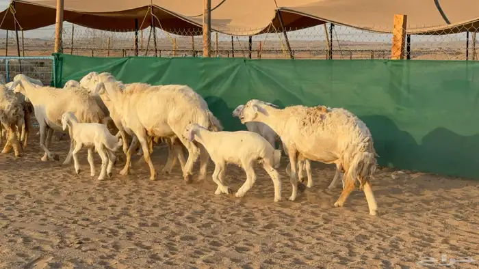 غنم حريات خلفات عددها 24 معاها 21 والفحل 21