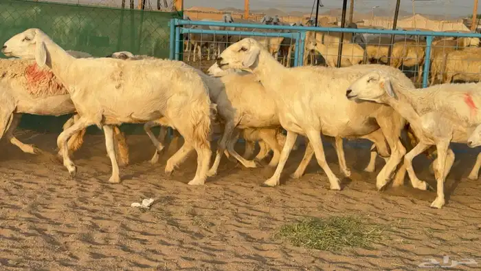 غنم حريات خلفات عددها 24 معاها 21 والفحل 31