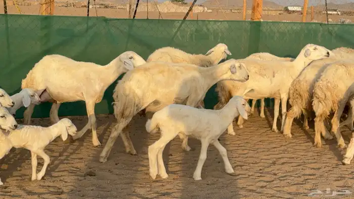 غنم حريات خلفات عددها 24 معاها 21 والفحل 10
