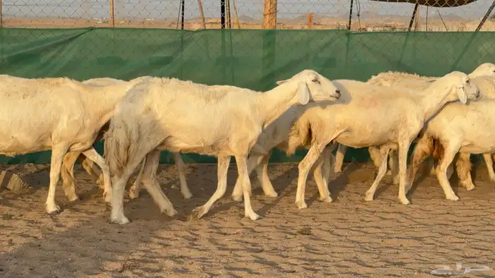 غنم حريات خلفات عددها 24 معاها 21 والفحل 12