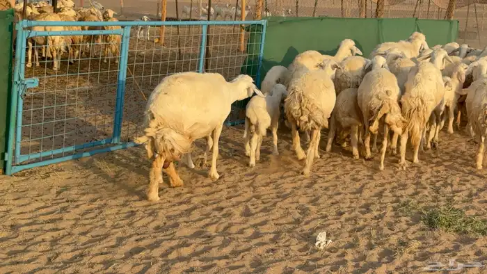 غنم حريات خلفات عددها 24 معاها 21 والفحل 28