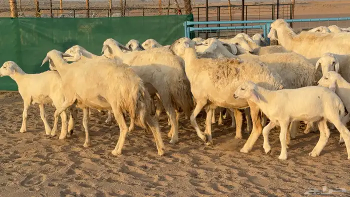 غنم حريات خلفات عددها 24 معاها 21 والفحل 16