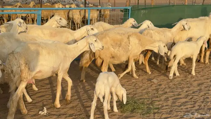 غنم حريات خلفات عددها 24 معاها 21 والفحل 23