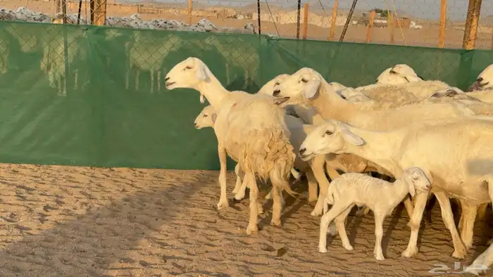 غنم حريات خلفات عددها 24 معاها 21 والفحل 1