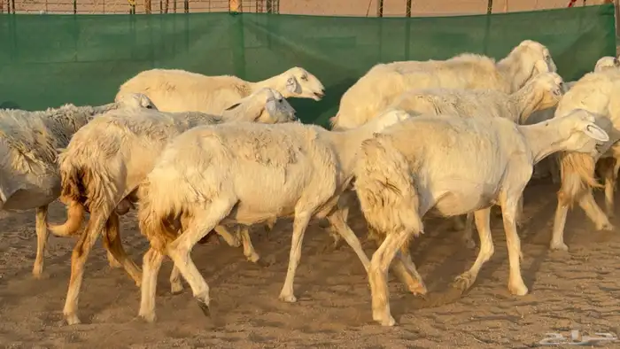 غنم حريات خلفات عددها 24 معاها 21 والفحل 6