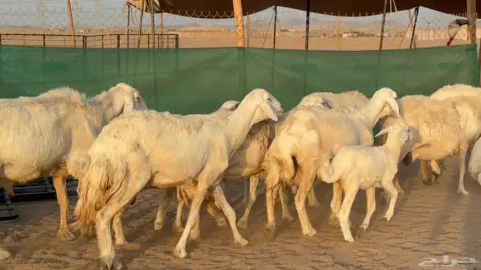 غنم حريات خلفات عددها 24 معاها 21 والفحل 5