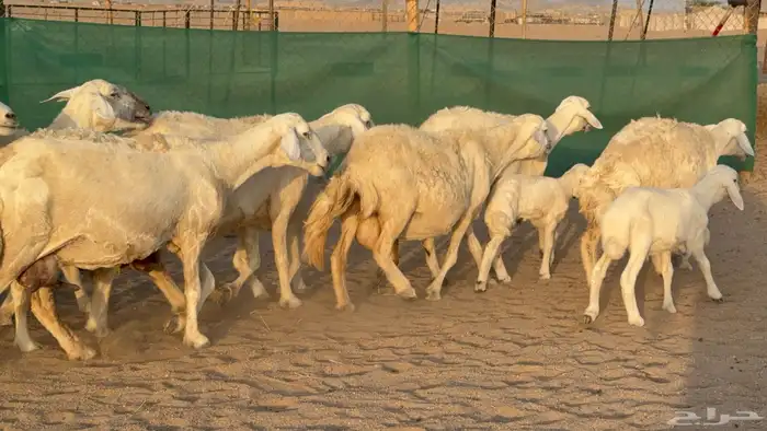 غنم حريات خلفات عددها 24 معاها 21 والفحل 4