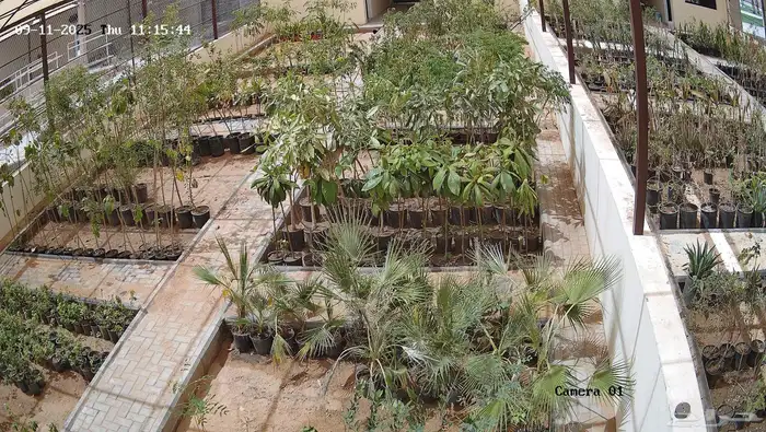 شتلات متنوعة بأسعار منافسة 0